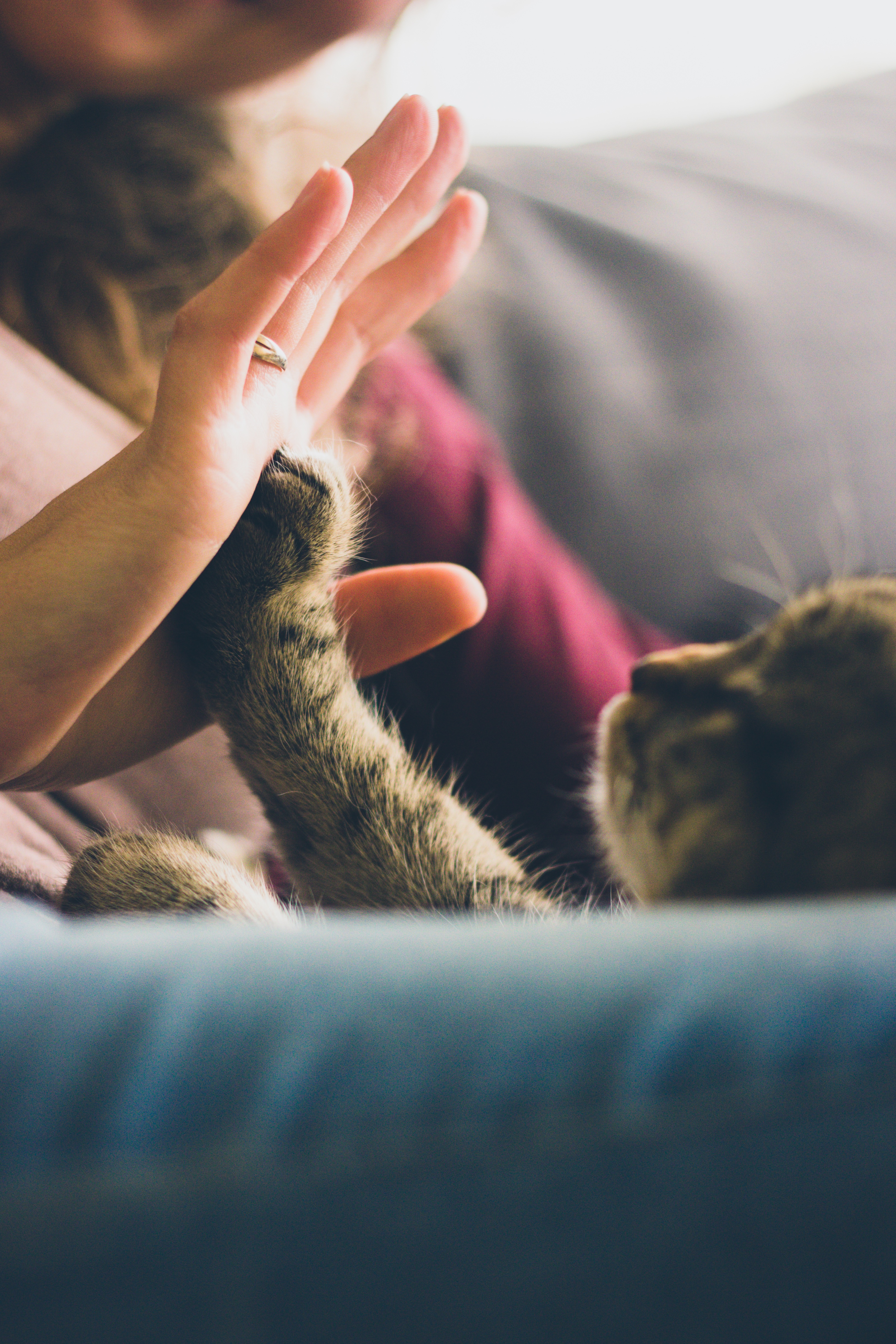 Adopt A Cat Month You may just find your new best friend! City of