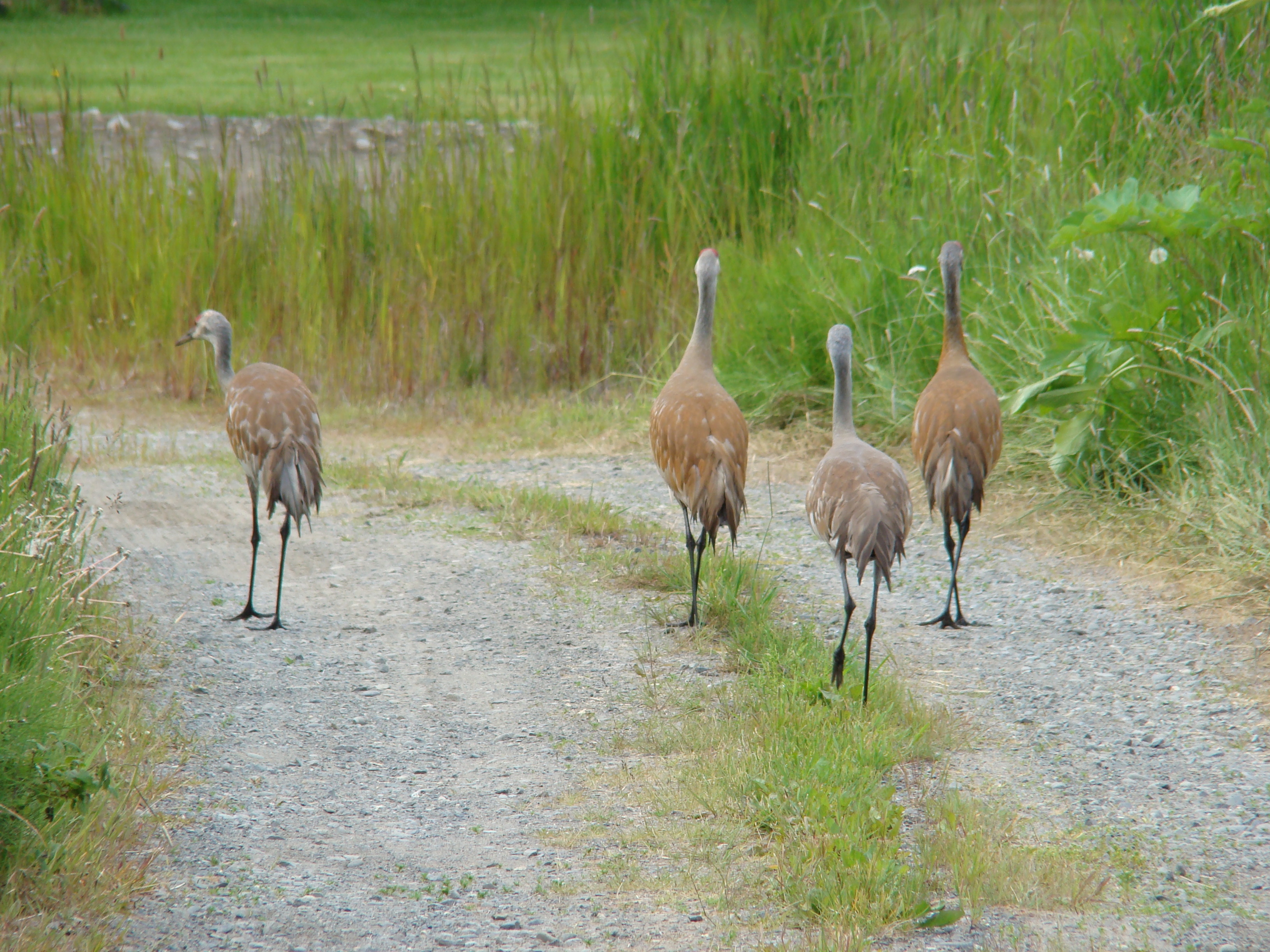 Sandhill Cranes