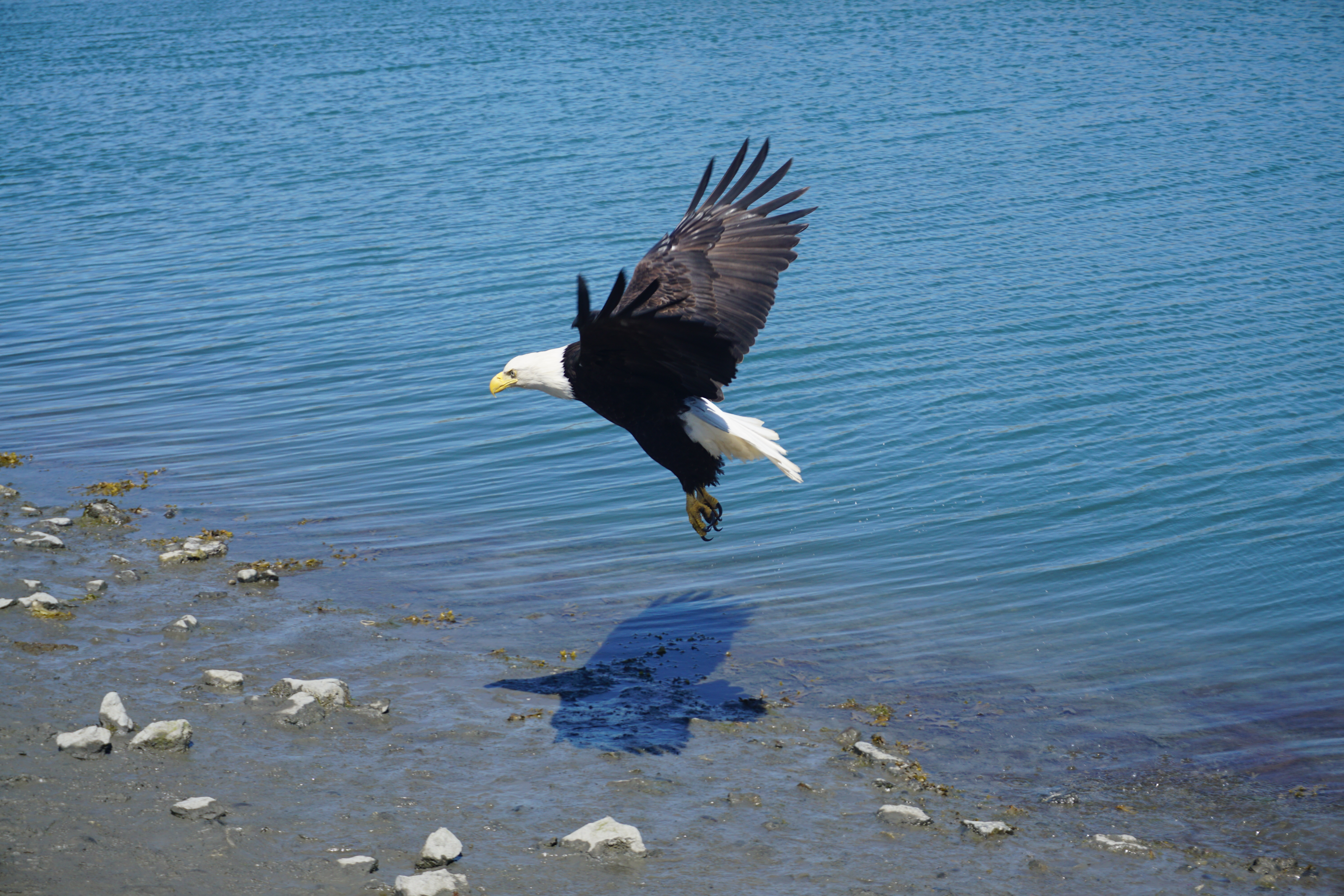 Eagle at the Dudiak Lagoon