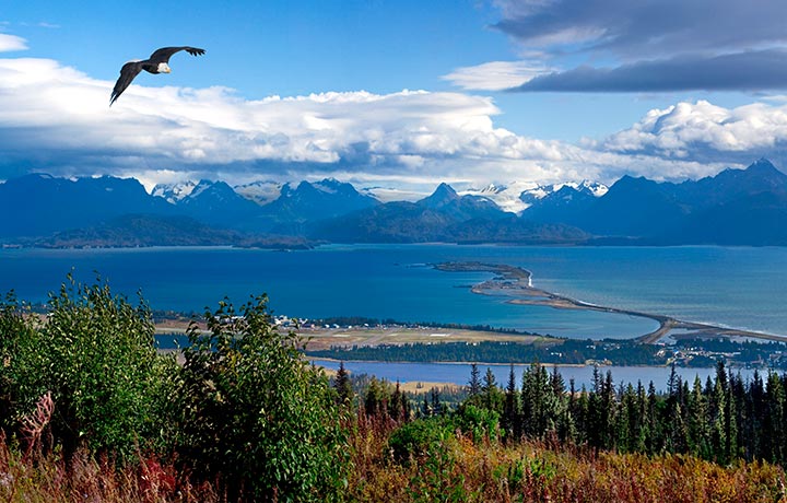 Eagle soaring over view of the Spit