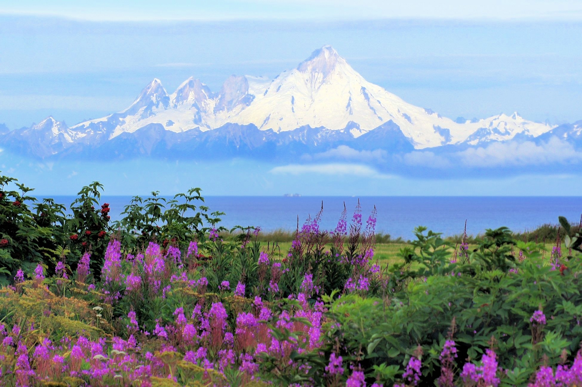 Mount Iliamna with Fireweed