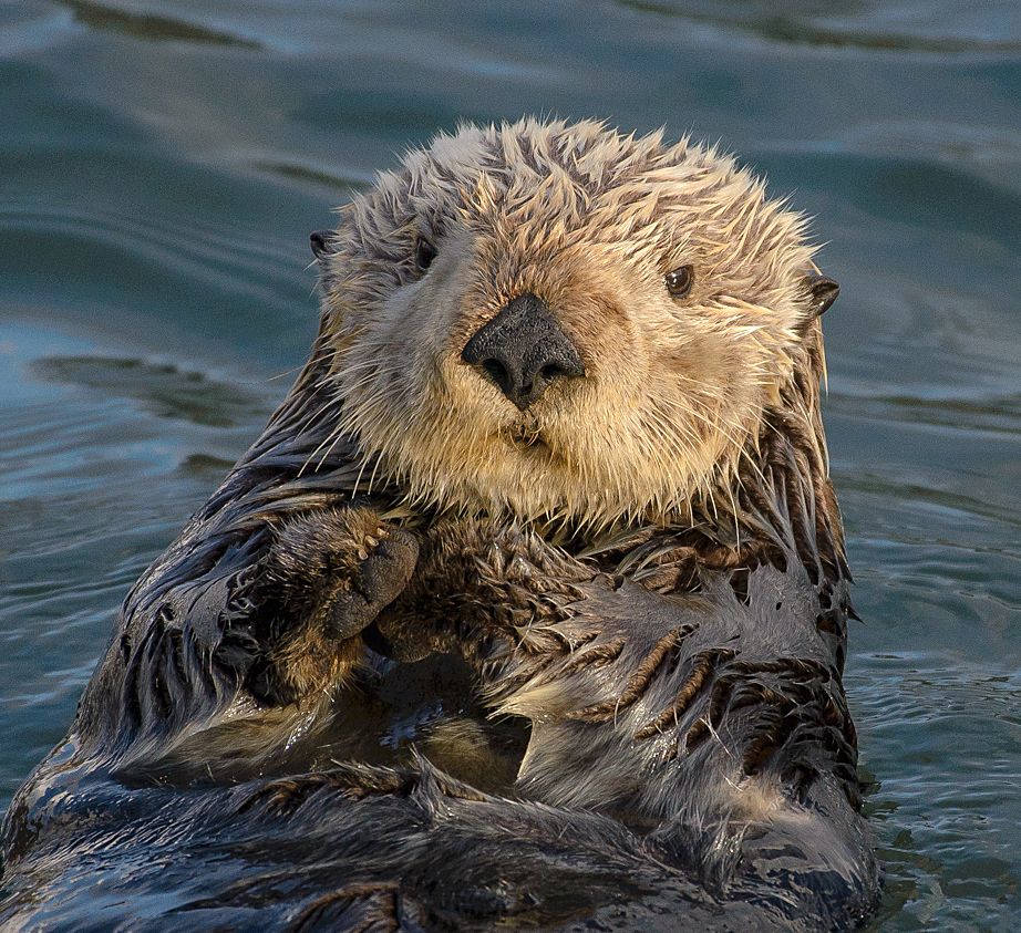 Sea Otter image 