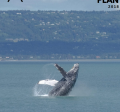 whale breaching ocean surface
