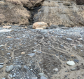 Eroded bluff materials deposited on the beach