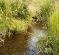 Wetlands in Homer