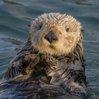 Sea Otter image 
