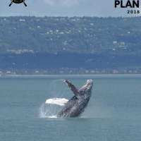 whale breaching ocean surface