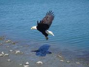 Eagle at the Dudiak Lagoon