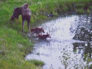 Twin moose at a stream