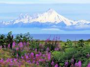 Mount Iliamna with fireweed foreground