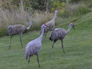 Sandhill Cranes grazing
