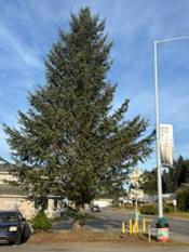Large spruce tree along near a sidewalk on a main city street and a light pole with a decorative banner