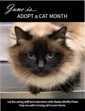 June is Adopt a Cat Month