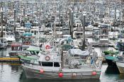Crowded 'sea' of marine vessels moored to float systems in Homer Port and Harbor