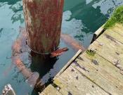 Rusted piling and collar ring attached to float system.
