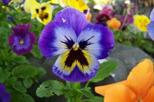 City of Homer Alaska Official Website