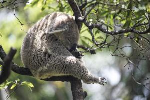 Koala bear sleeping in a tree branch