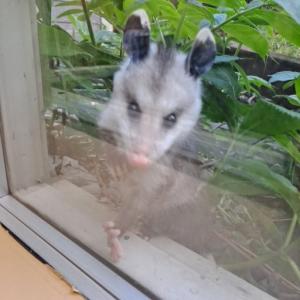opossum outside window