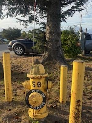 A yellow fire hydrant with a black Out of Service ring with protective bollards around it and a spruce tree in the background