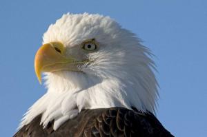 bald eagle head