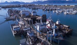 Large vessels tied three abreast to the transient dock creates congestion in Homer's Small Boat Harbor