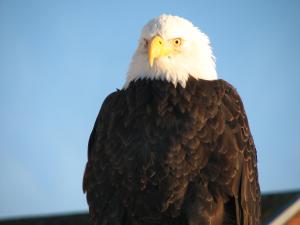 City of Homer Alaska Official Website