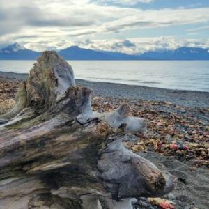 Photograph of Bishop's Beach with driftwood log in the foreground