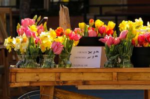 Wooden cart on sidewalk with vases of yellow daffodils and pink tulips for sale