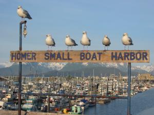Homer Small Boat Harbor SIgn