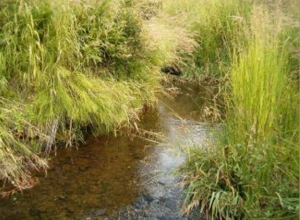 Wetlands in Homer