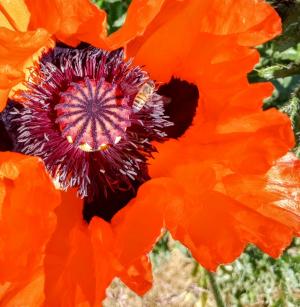 Poppy with a bee