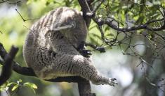 Koala bear sleeping in a tree branch