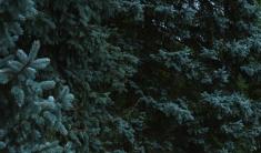 Dark green boughs of spruce trees