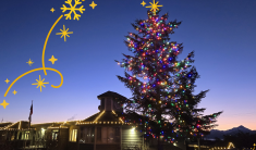 A large spruce tree lit with colored lights next to Homer City Hall with white lights against a dawn background 